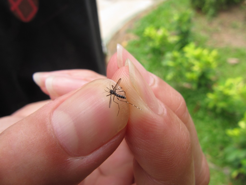 IMG_4860-Mosquito-Fever